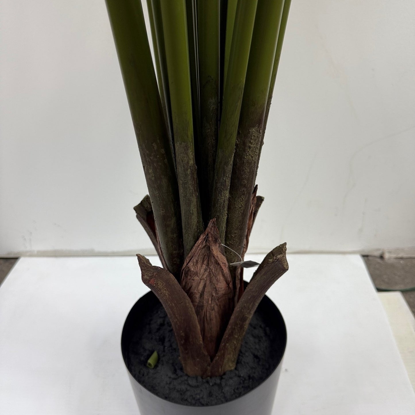 Travelers Palm 6'