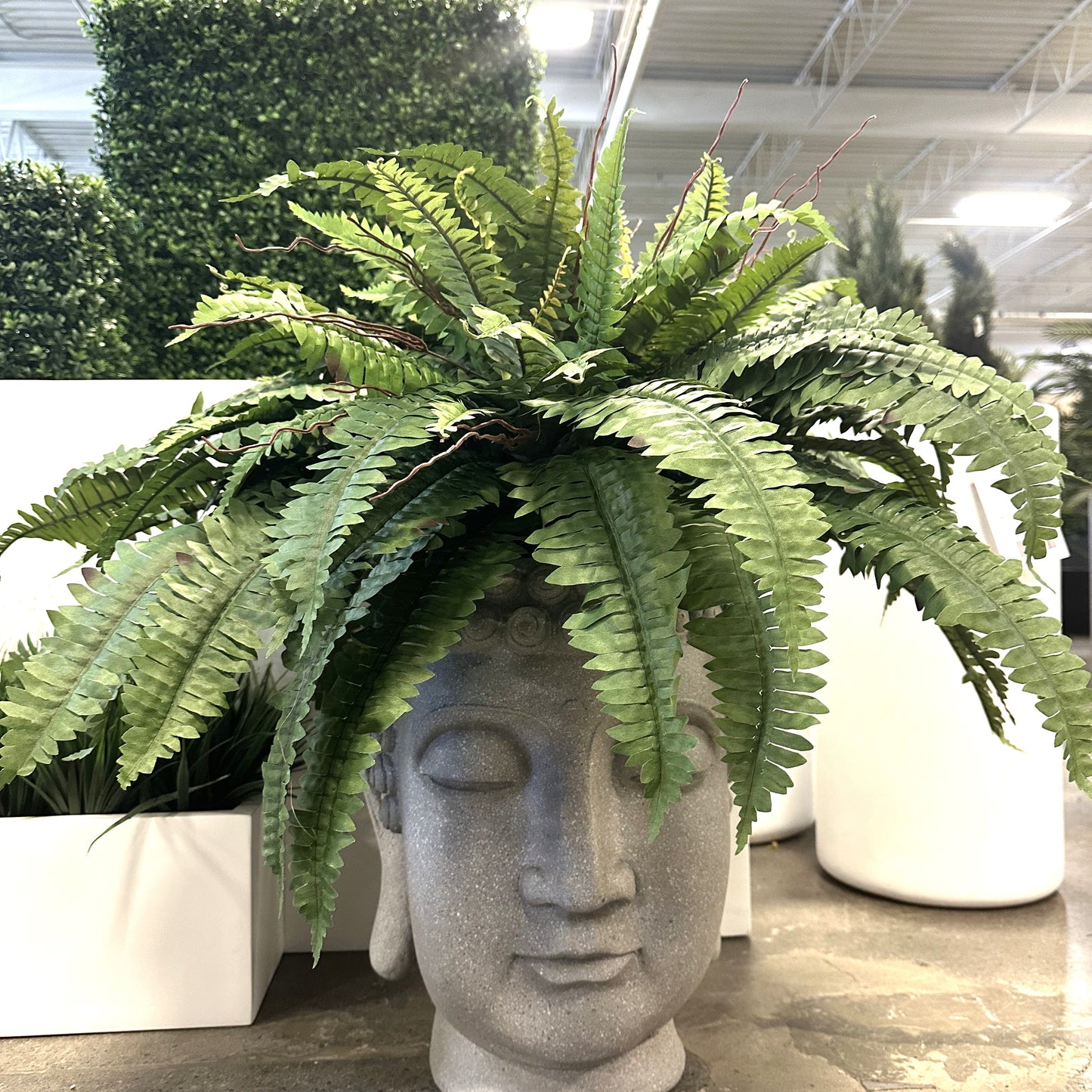Potted Garden Fern Deluxe Triple