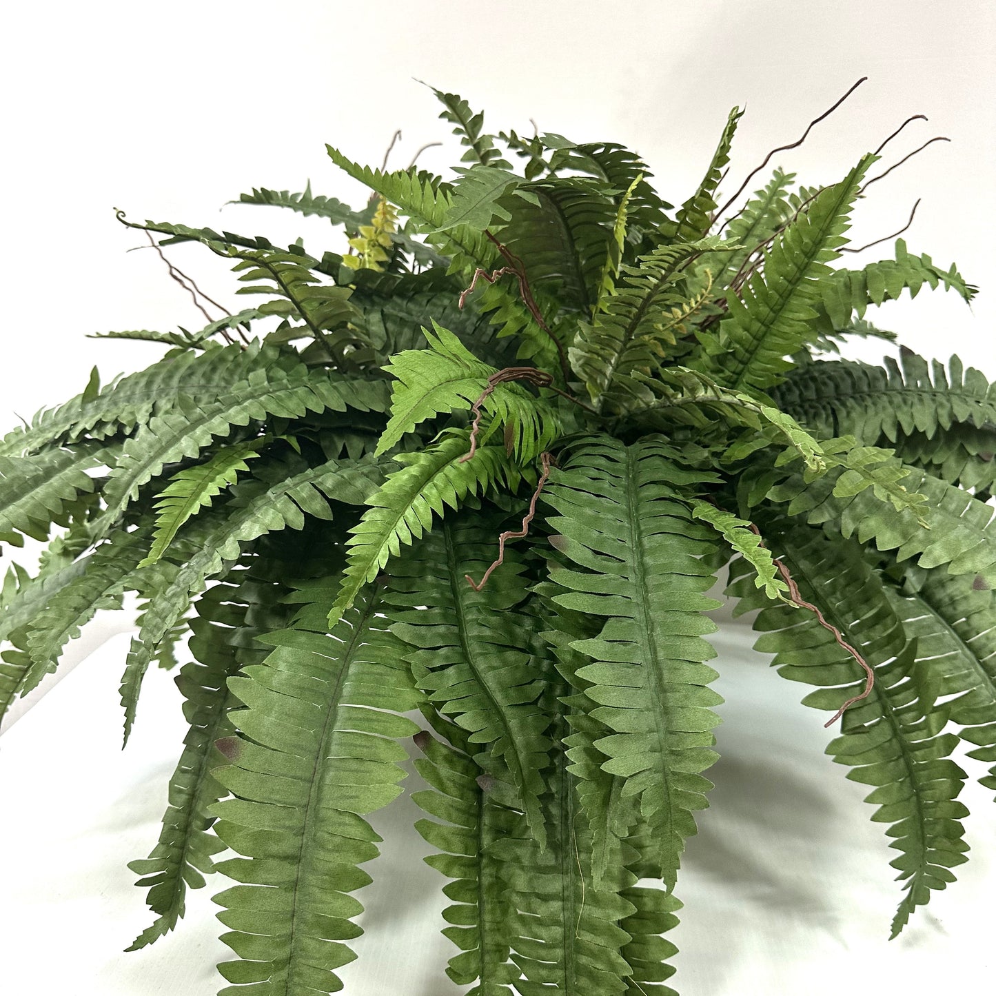 Potted Garden Fern Deluxe Triple