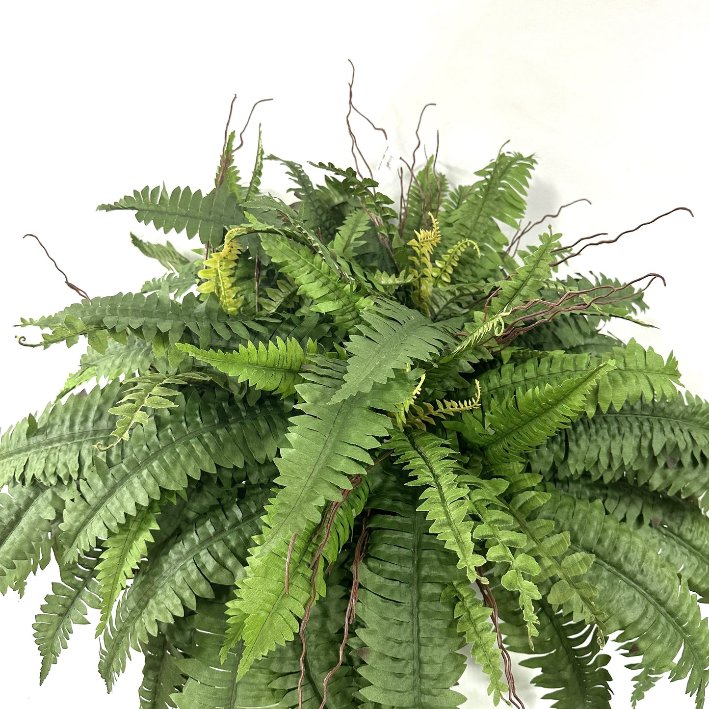Potted Garden Fern Deluxe Triple