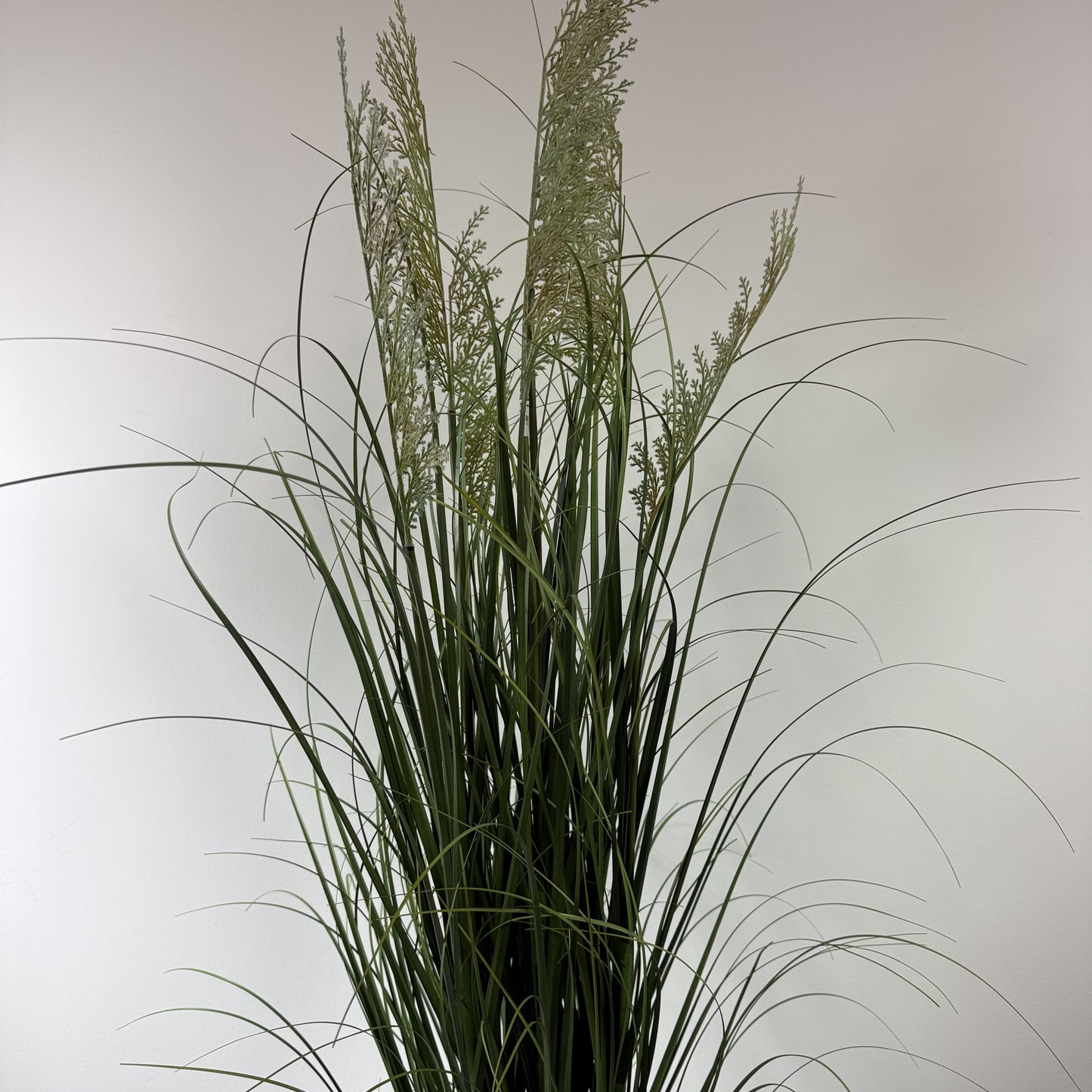 Grass w seeded plume 48"