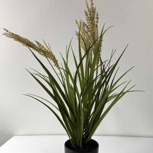 Tufted Field Grass Potted