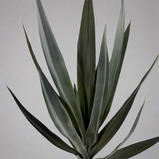 Yucca Head Plant 28" Green or Red