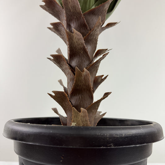Brazilian Yucca real touch 36"