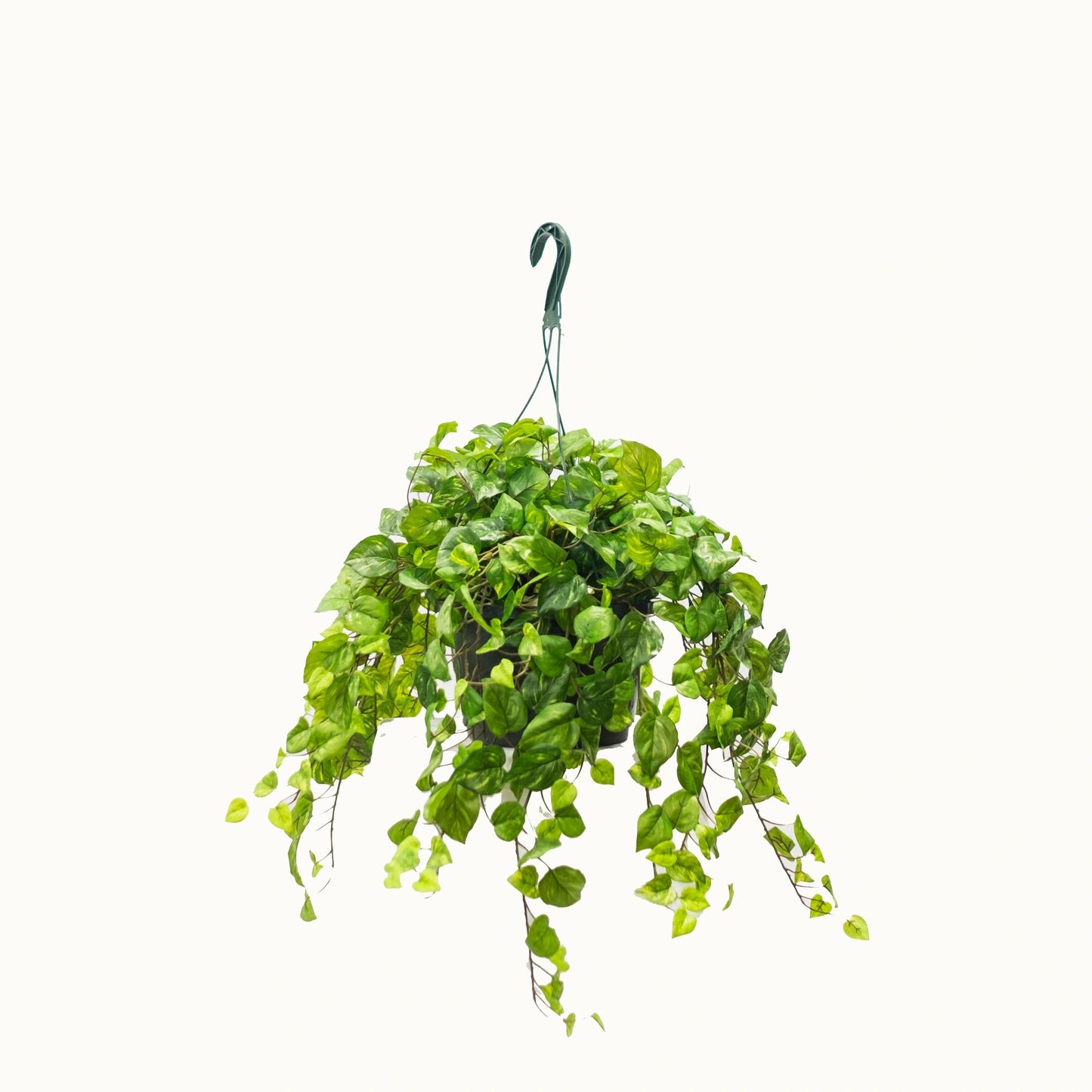 Mini Pothos Hanging Basket