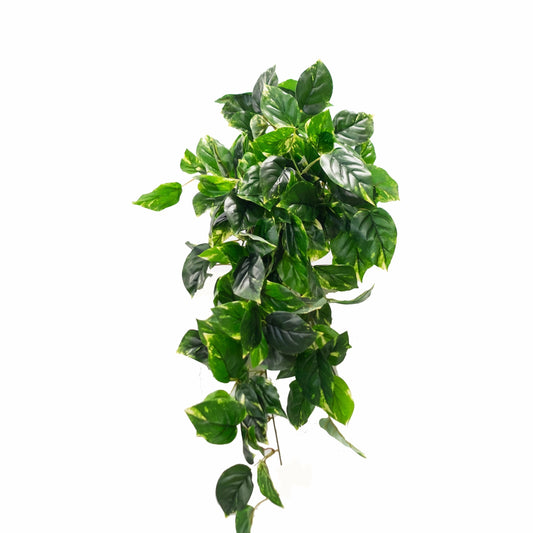 Pothos Shelf Basket