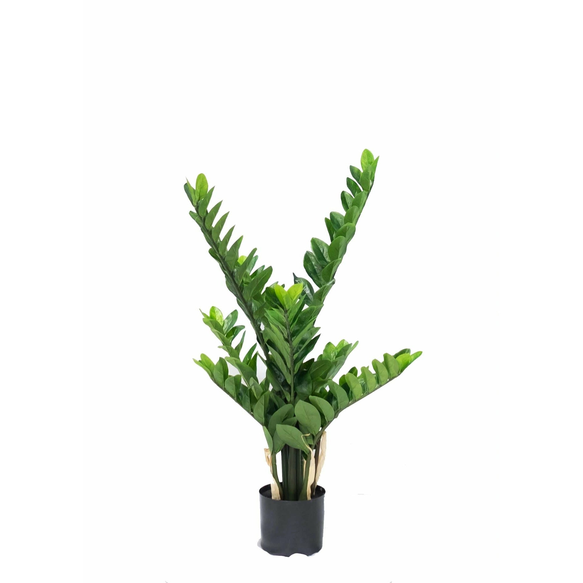 zz fake plant Artificial ZZ Plant – Faux Plant in Canada