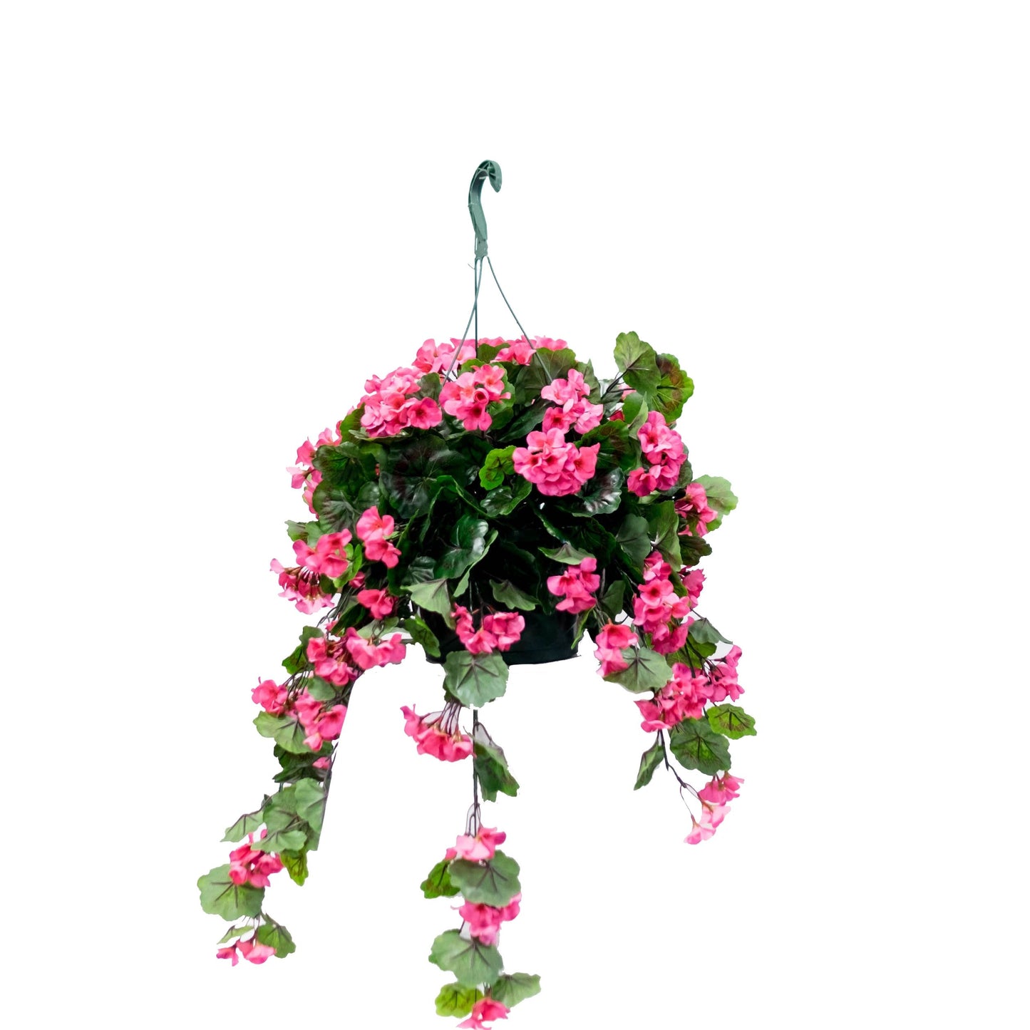 Geranium Flowering Basket