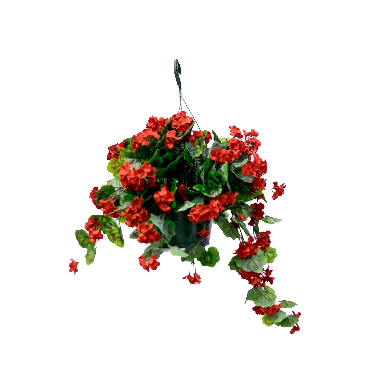 Geranium Flowering Basket