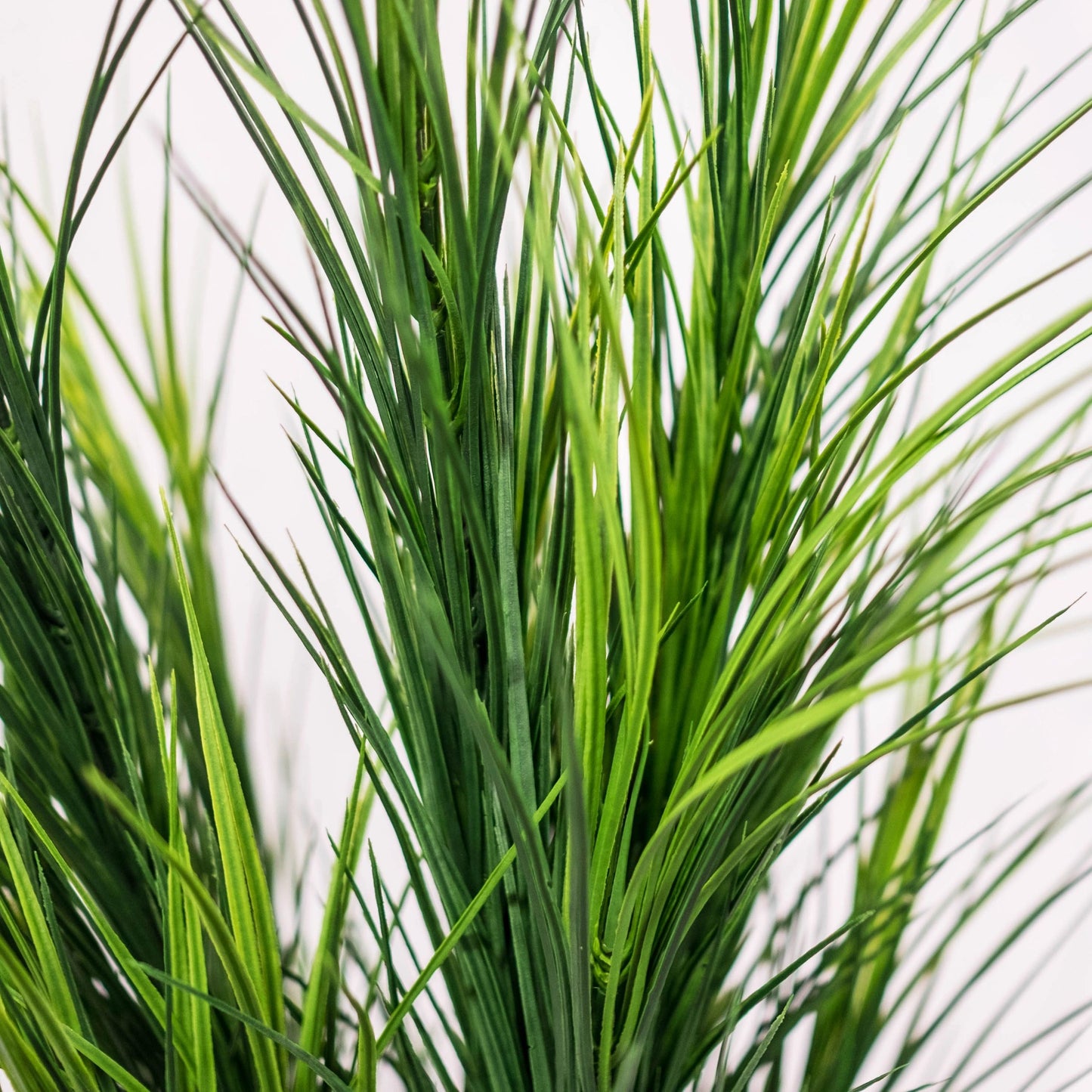 Wheat Grass Potted