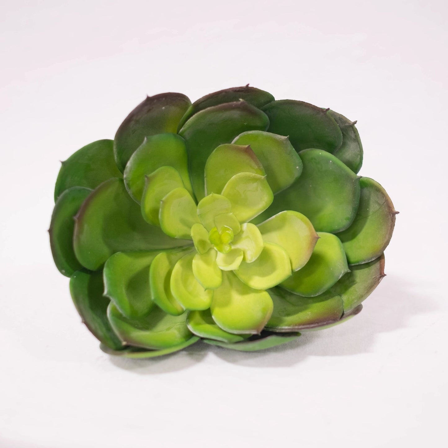 Echeveria 7" (Pack of 3)