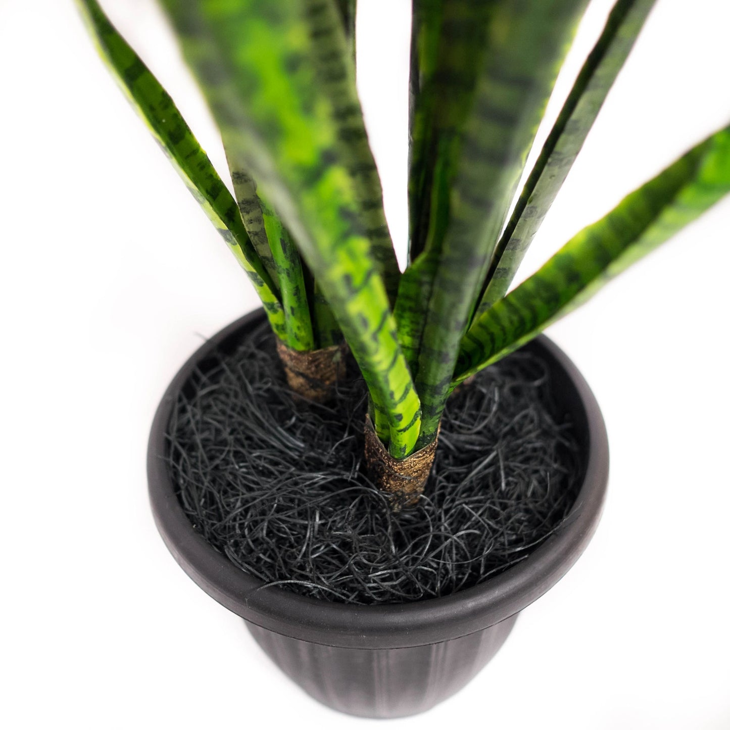 Potted Sansevieria