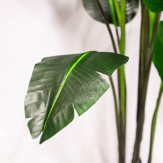 Bird of Paradise 8ft (in-store pickup only)