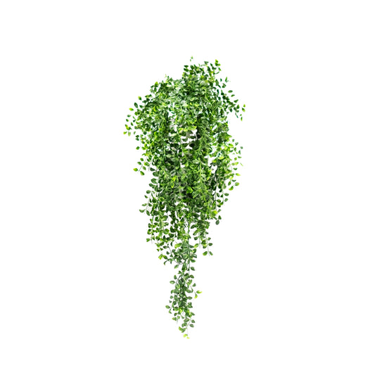 Trailing Boxwood Bush