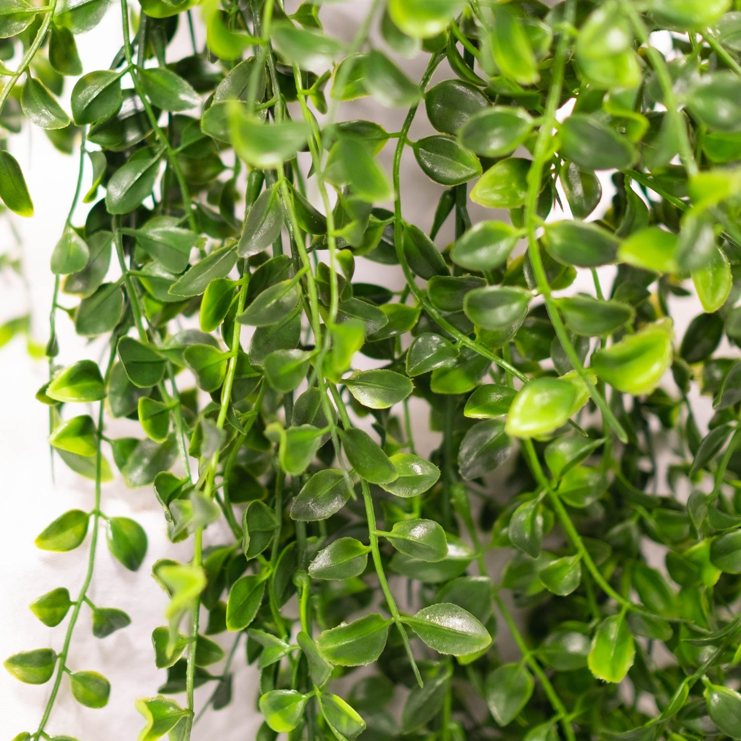 Trailing Boxwood Bush