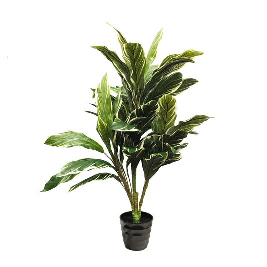 Cordyline Plant