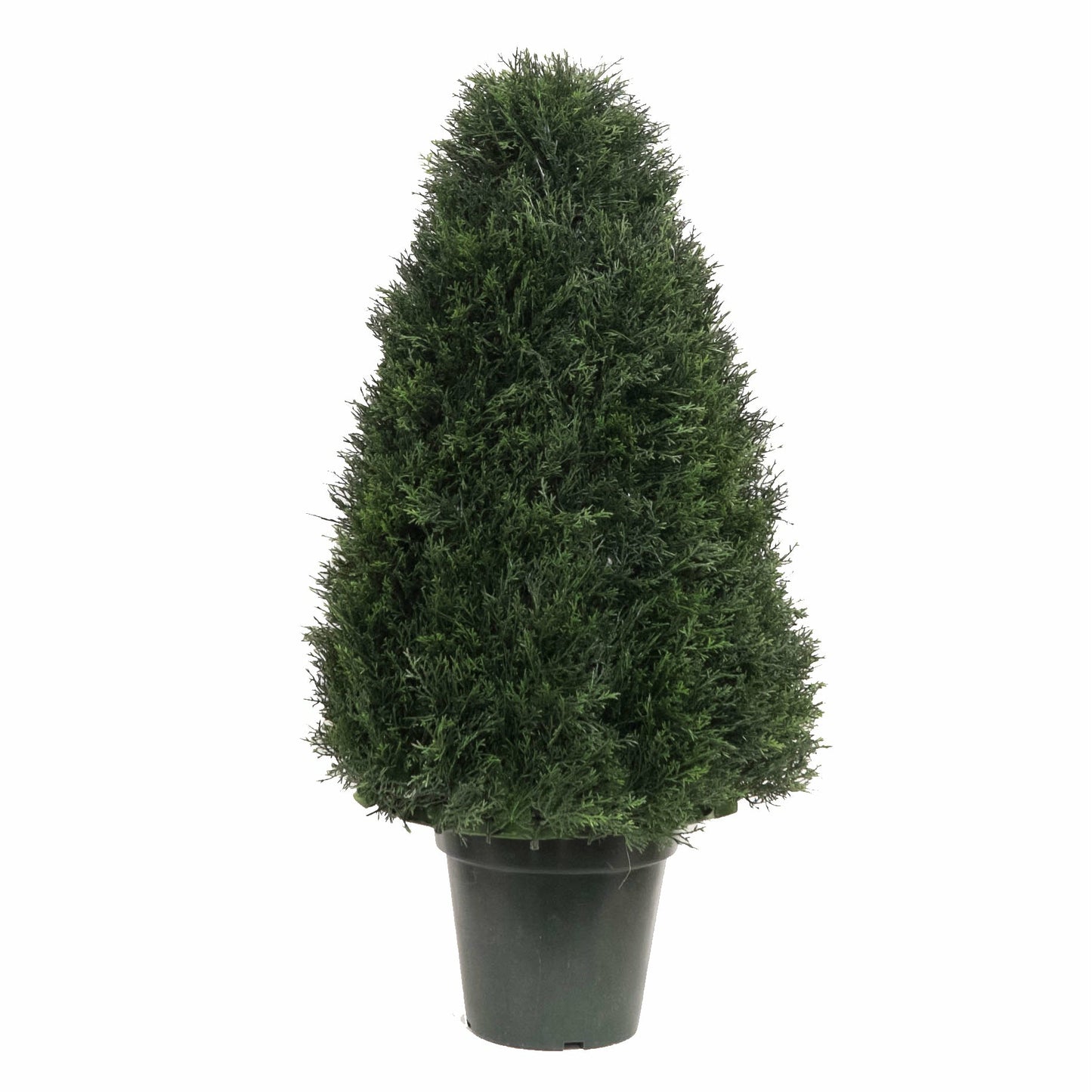 Cypress Cone