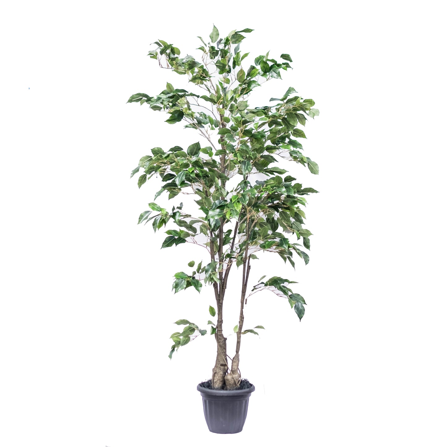 Artificial Potted Deluxe Ficus Benjamina