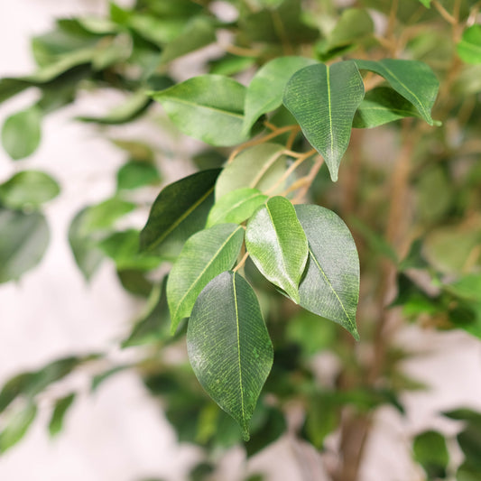 Artificial Potted Deluxe Ficus Benjamina