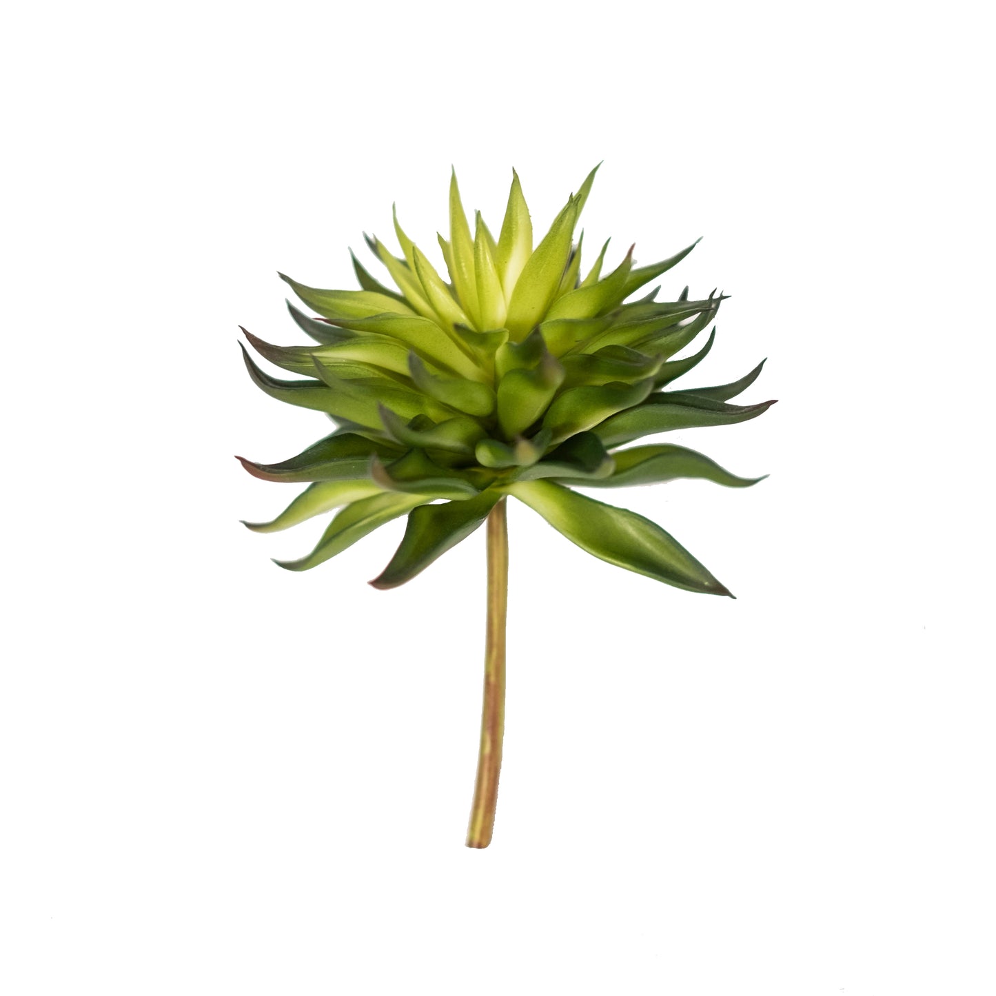 Echeveria 6.5" (Pack of 3)