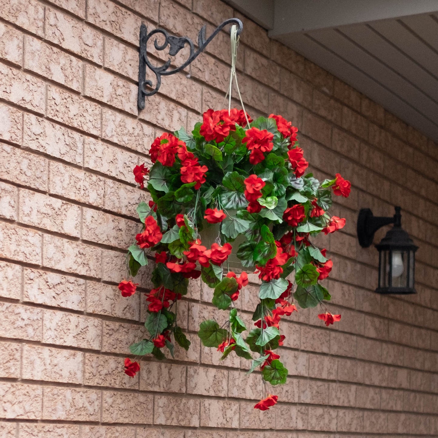 Geranium Flowering Basket
