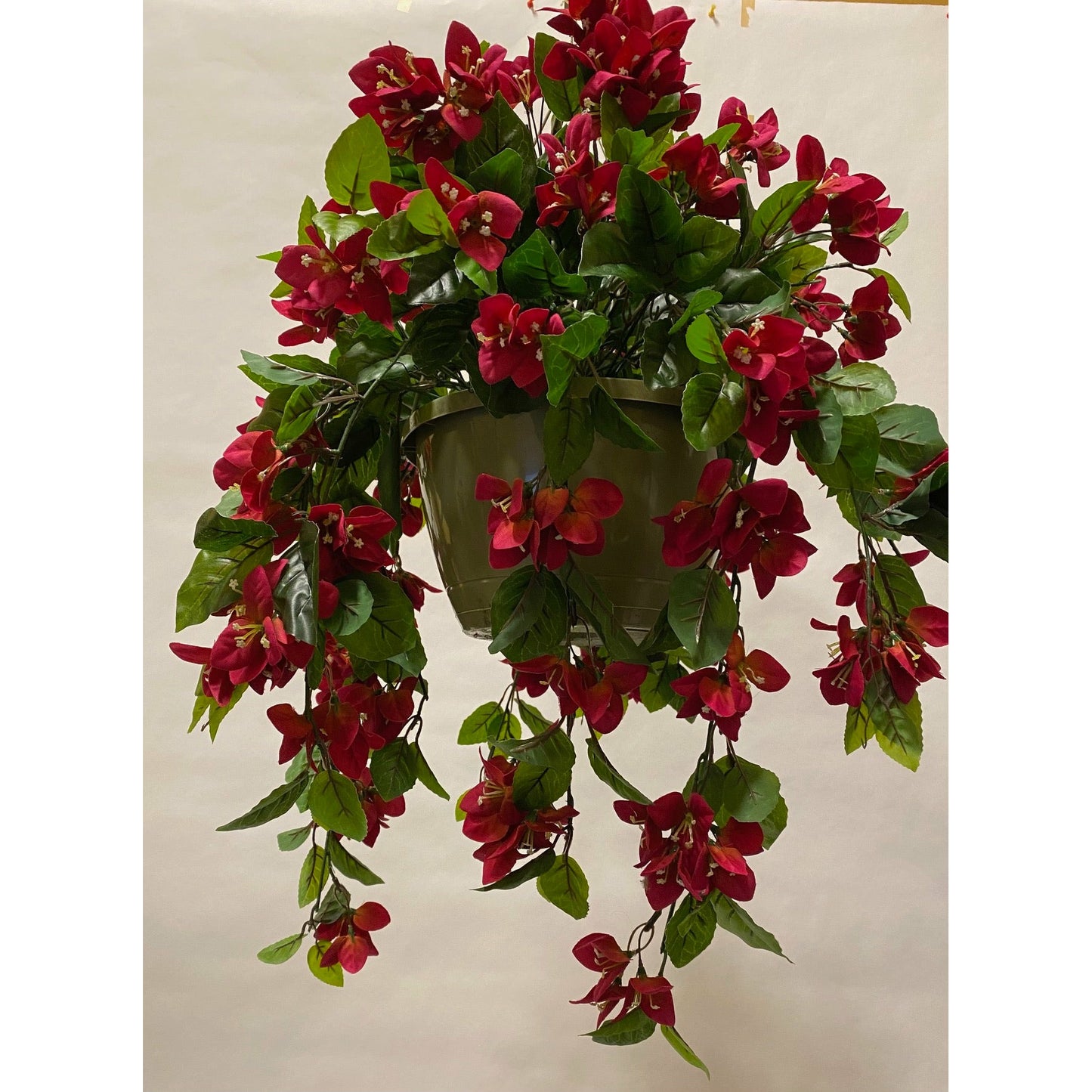 Bougainvillea Flowering Basket