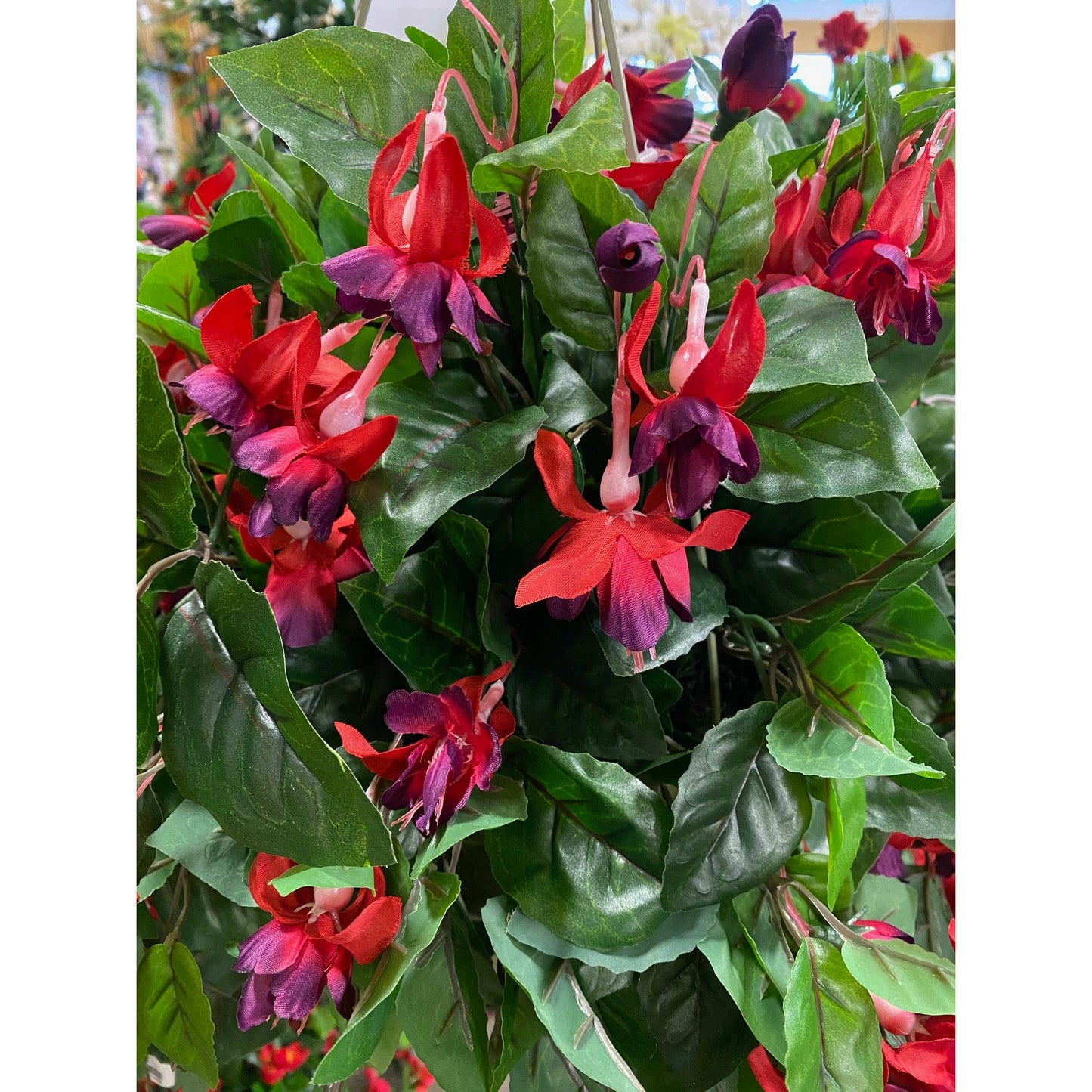 Fuschia Flowering Bush
