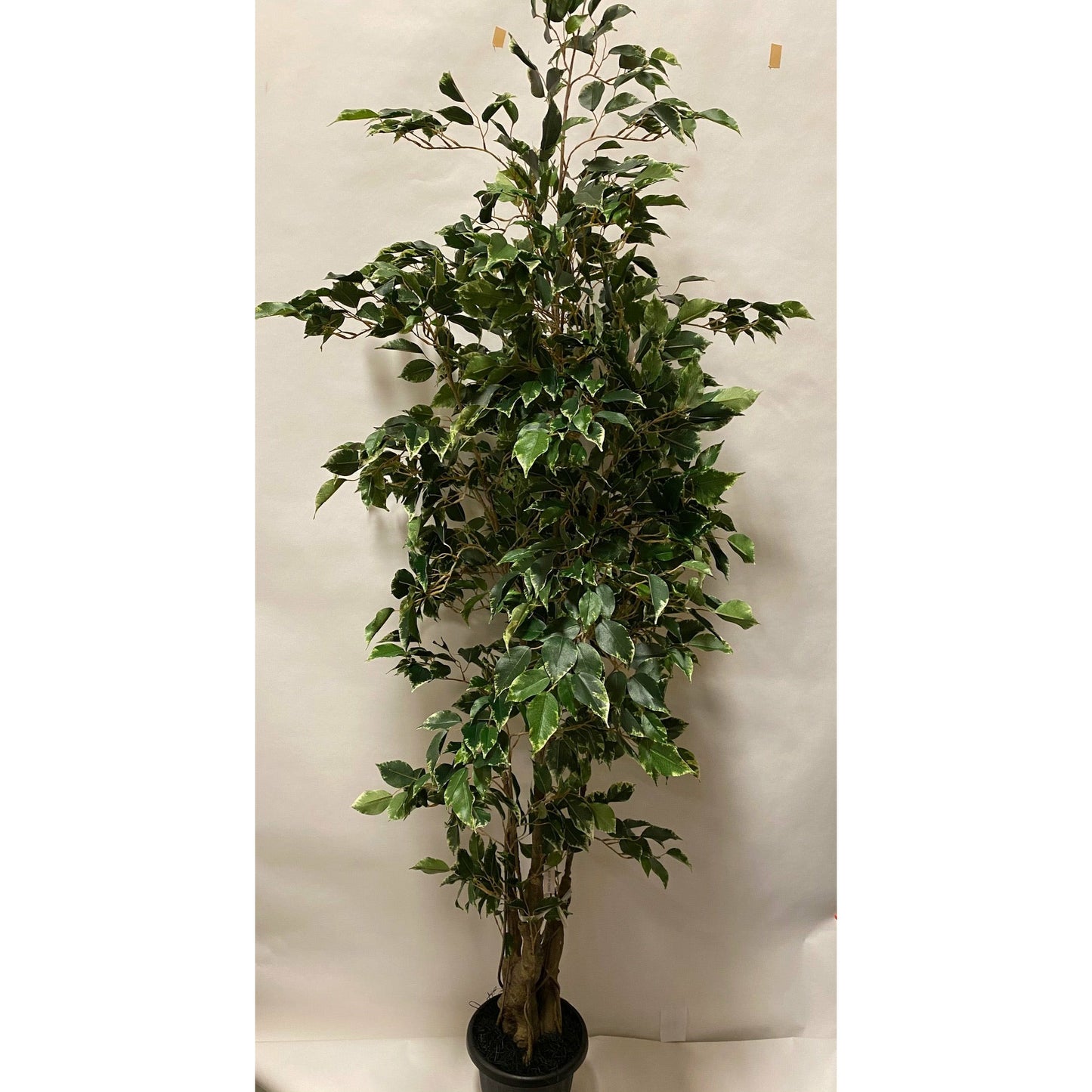 Potted Deluxe Variegated Ficus Benjamina