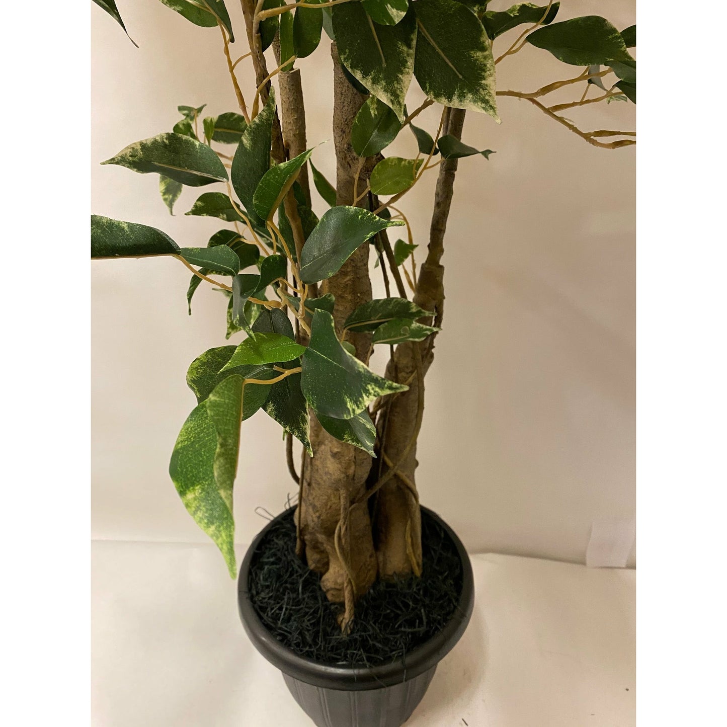 Potted Deluxe Variegated Ficus Benjamina