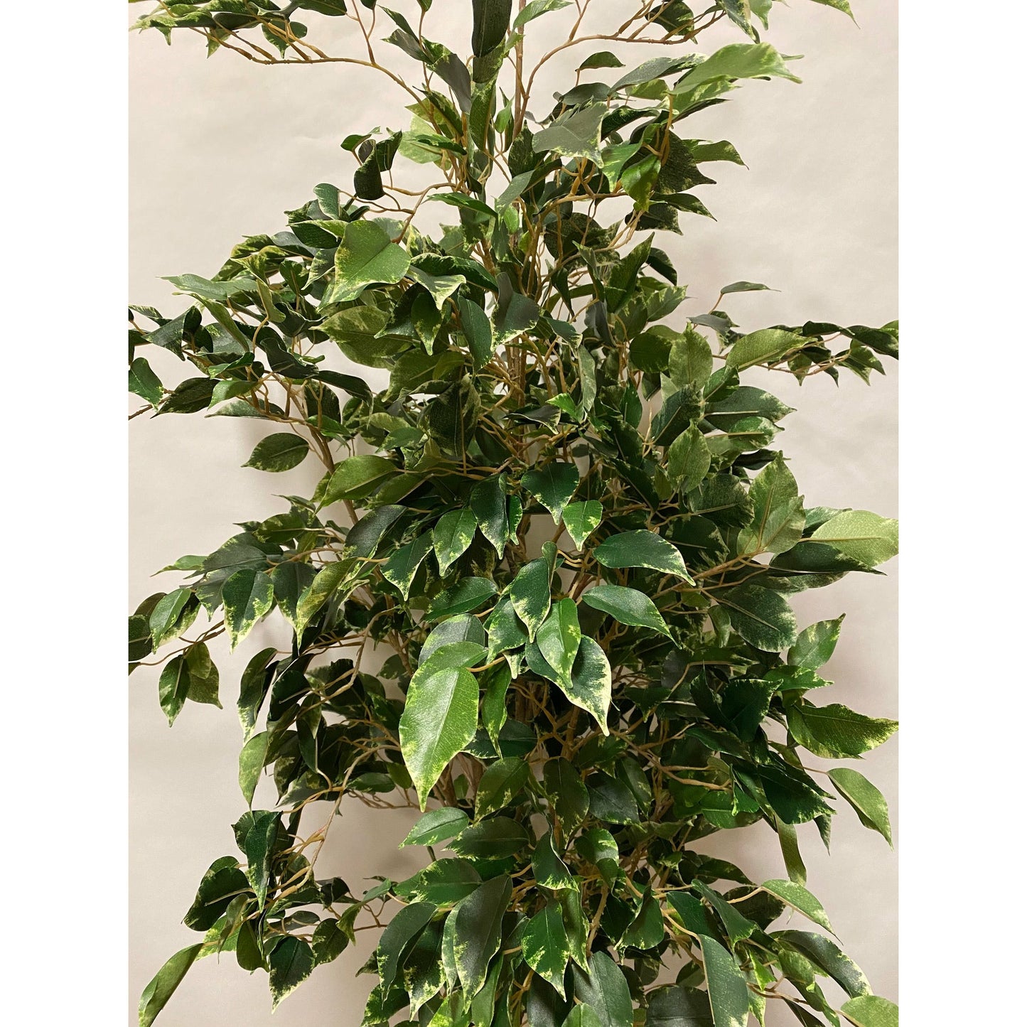 Potted Deluxe Variegated Ficus Benjamina
