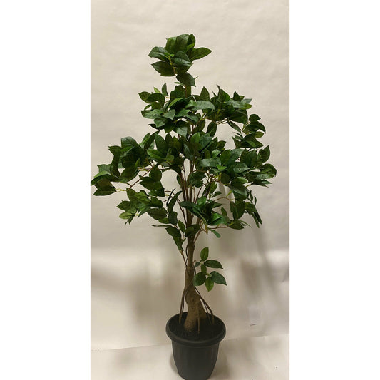 Sweet Osmanthus tree 4'