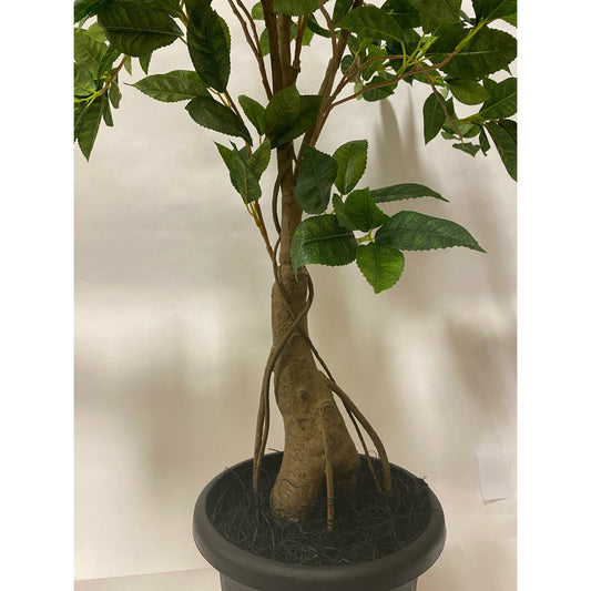 Sweet Osmanthus tree 4'