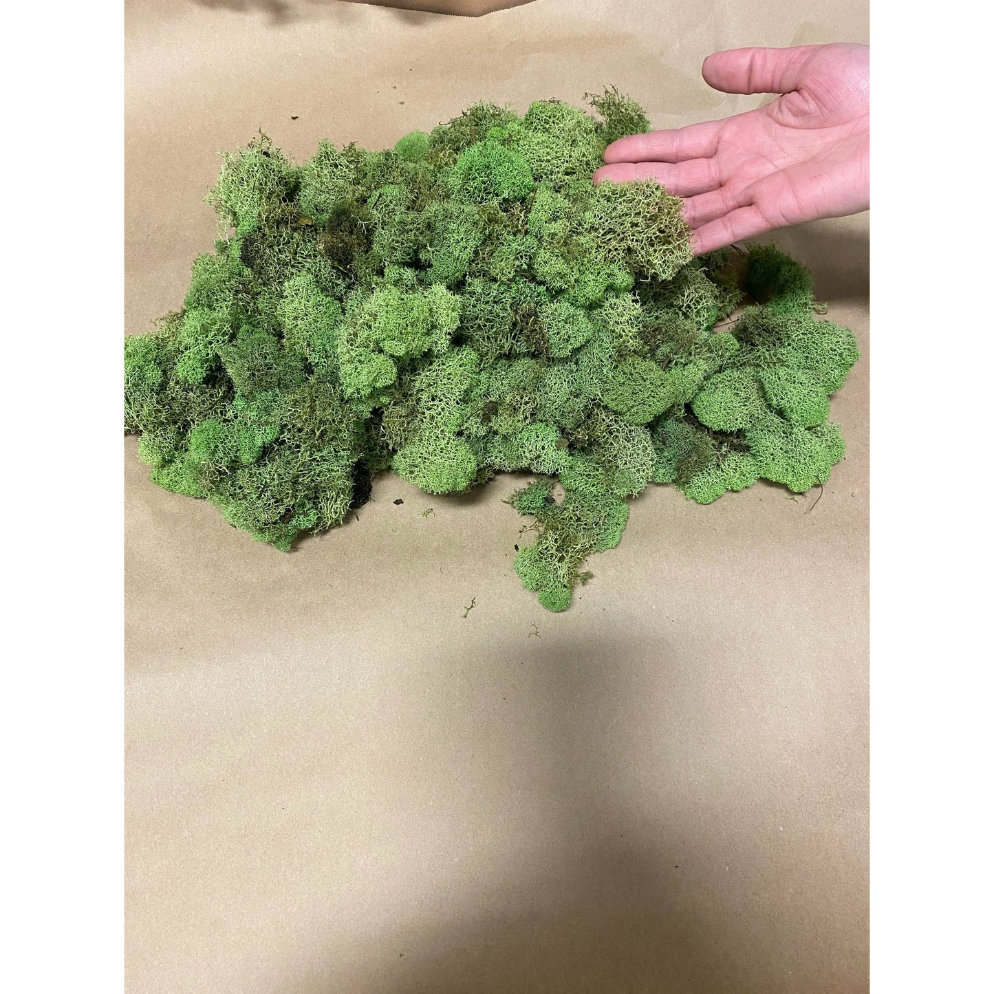 Reindeer Moss 1lb