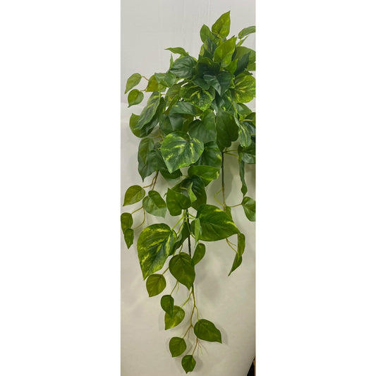 Single Stem Hanging Pothos 30" - Set of 2