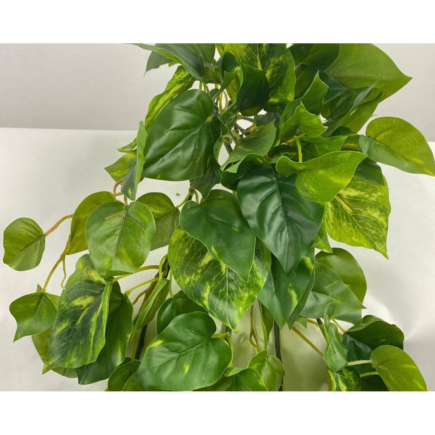 Single Stem Hanging Pothos 30" - Set of 2
