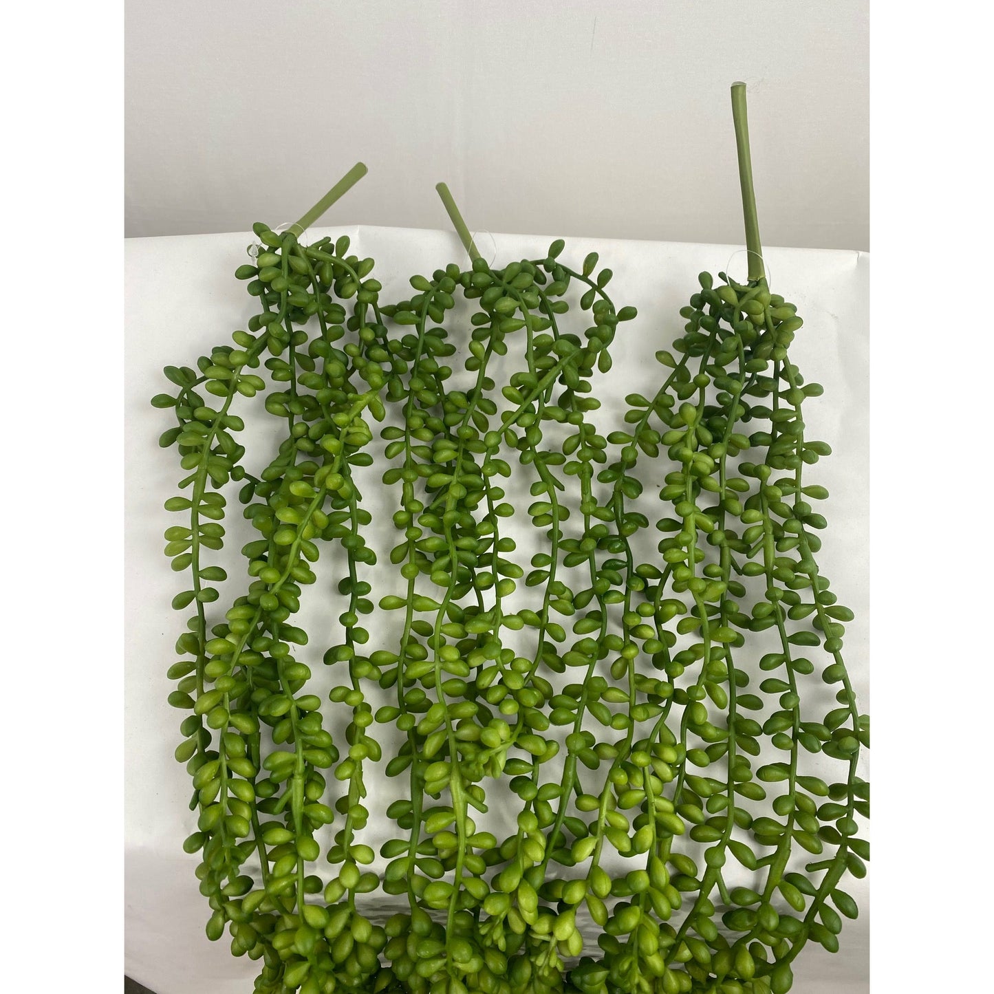 Succulent String of Pearls - Pack of 3