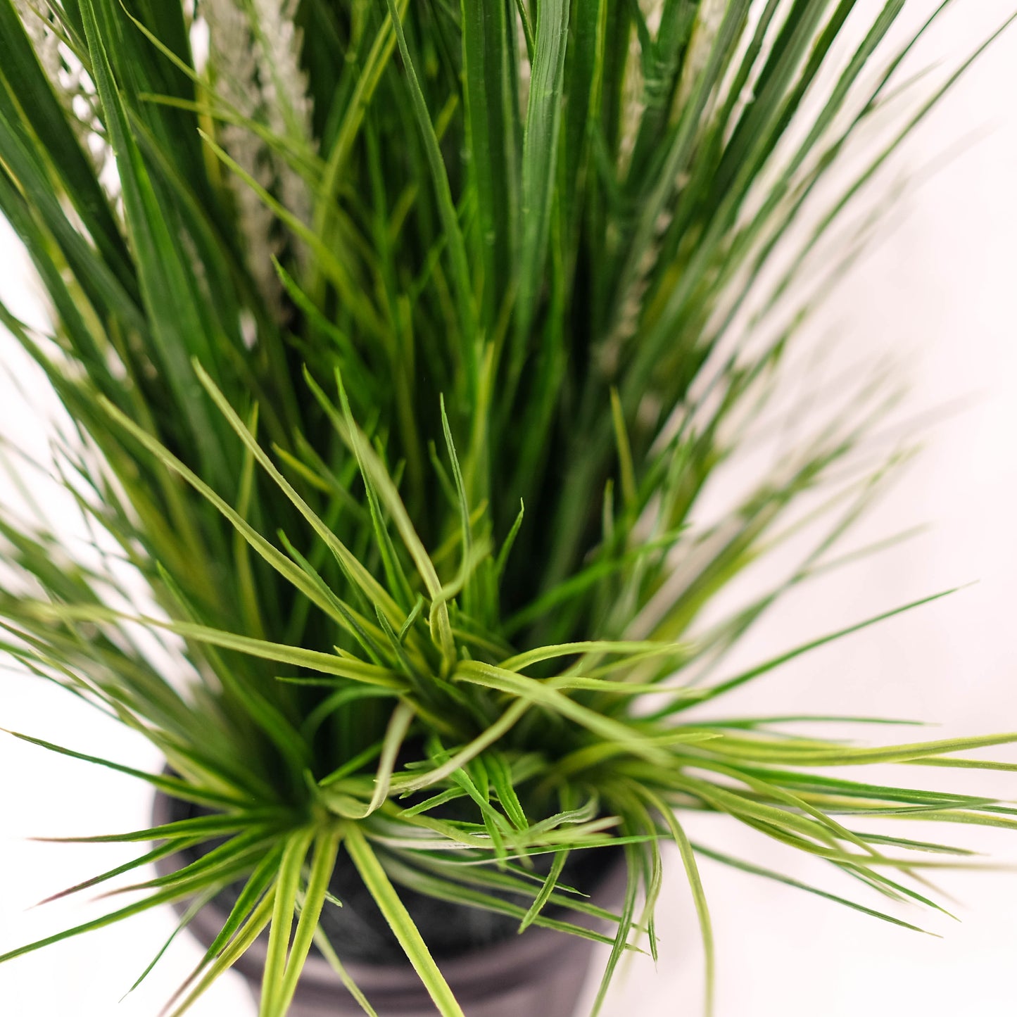 Lucky Grass Potted