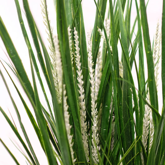 Lucky Grass Potted