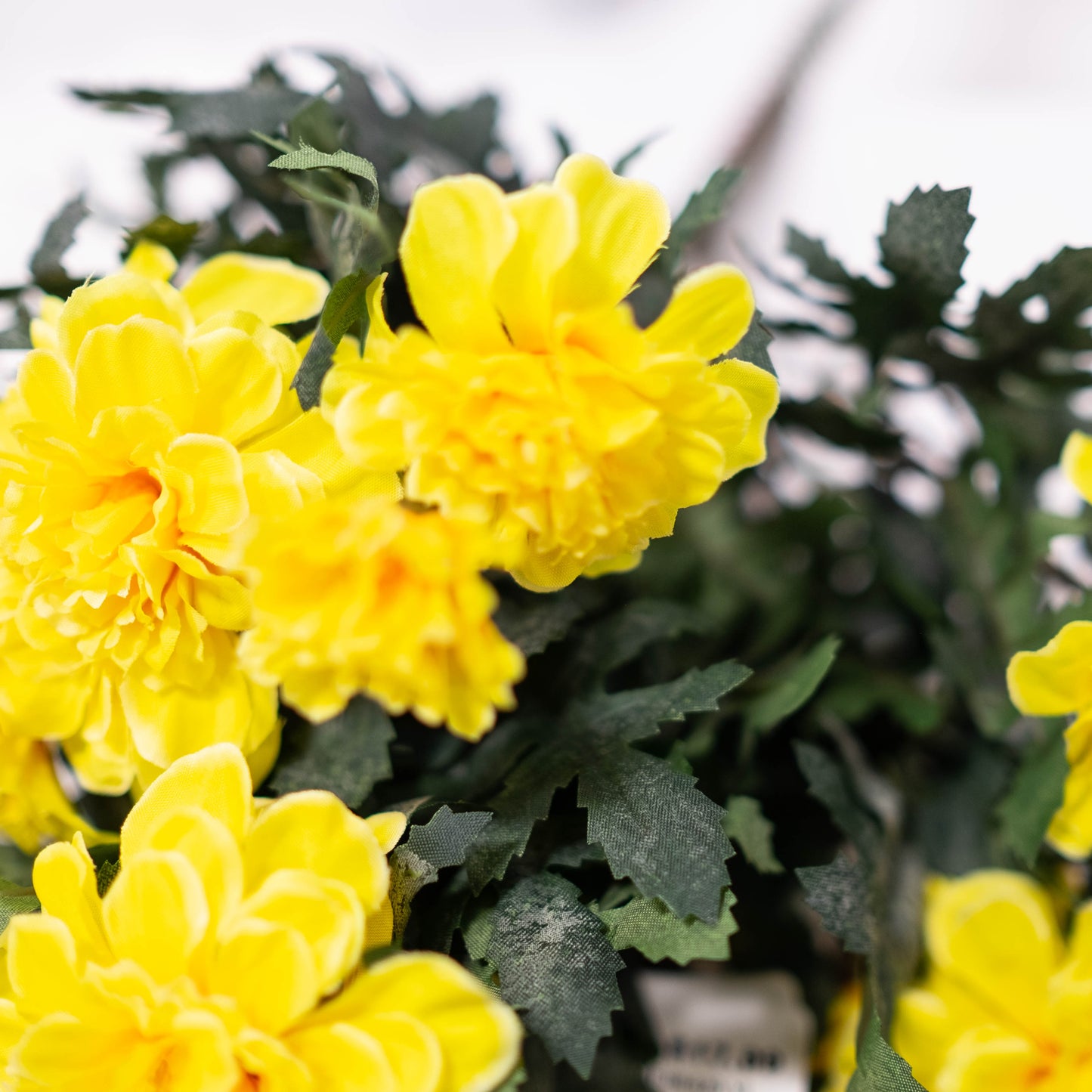 Marigold Bush (SET OF TWO)