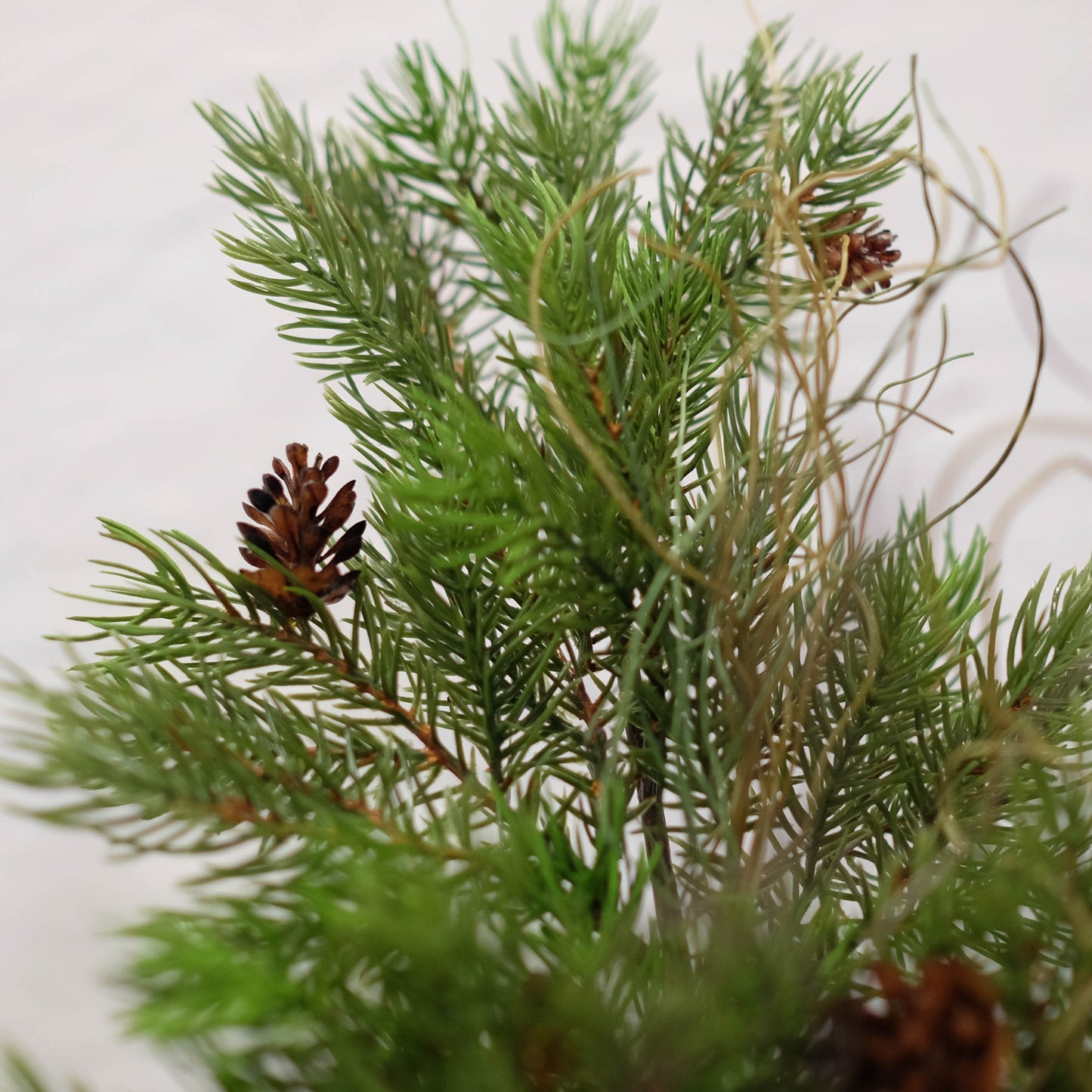 Natural Cedar Spray (Pack of 3)