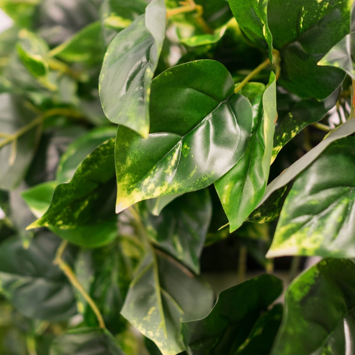 Pothos Hanging Basket