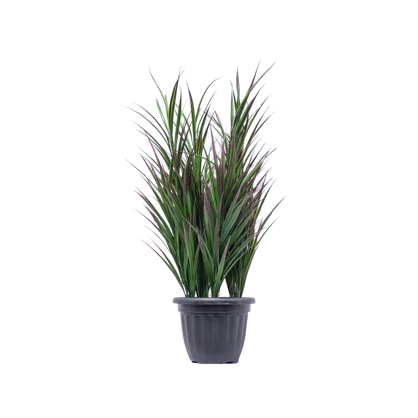 Reed Grass Potted