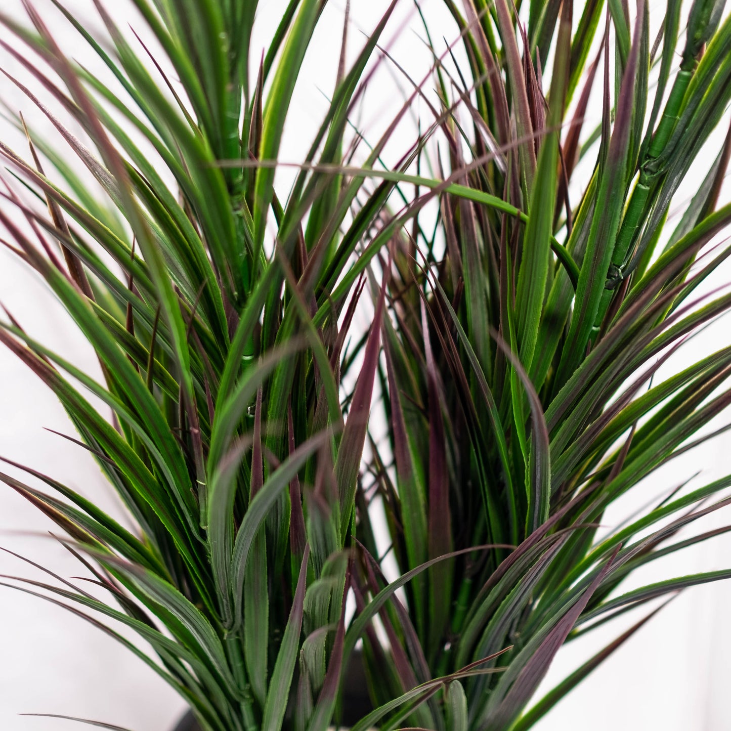Reed Grass Potted