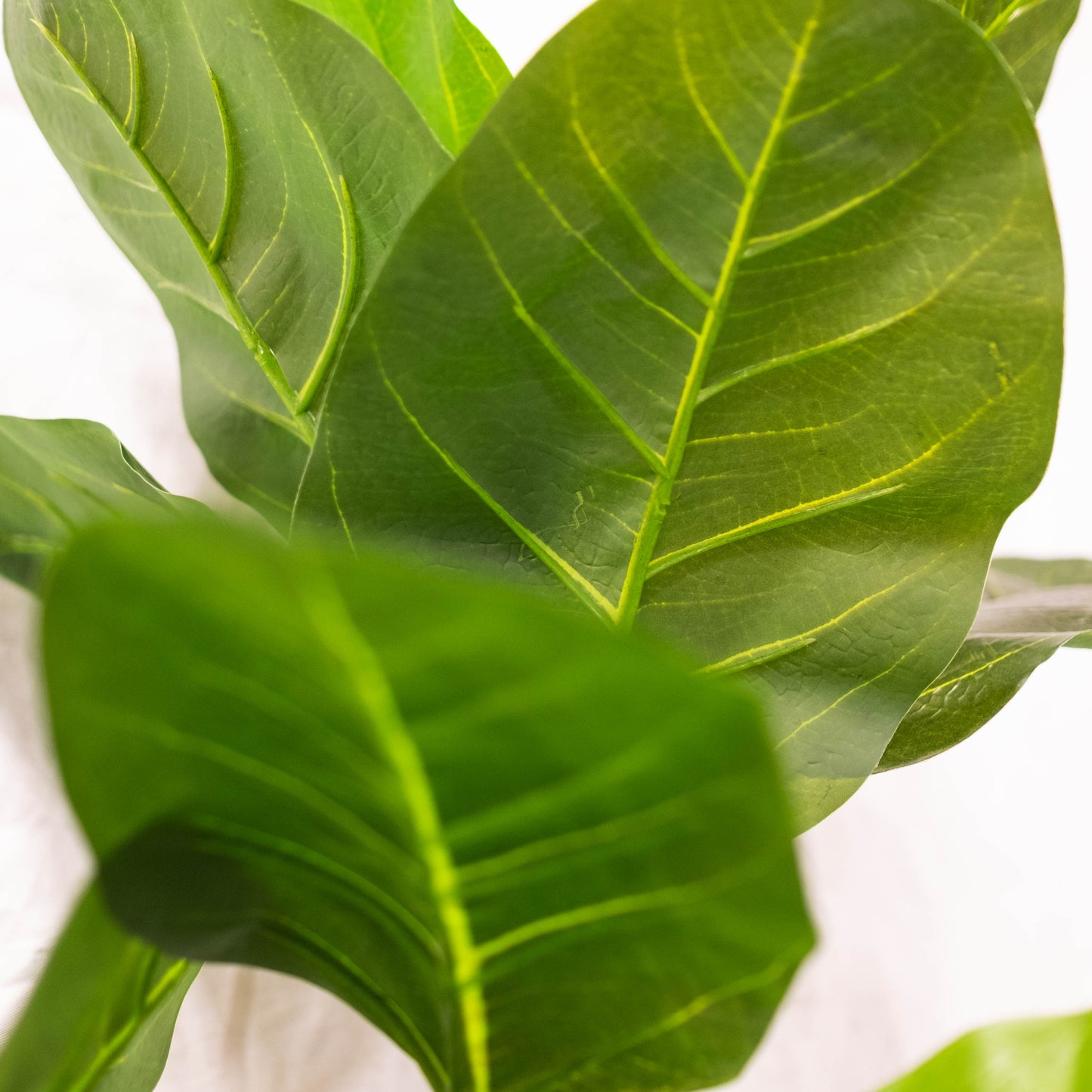 Rubber Plant 49"