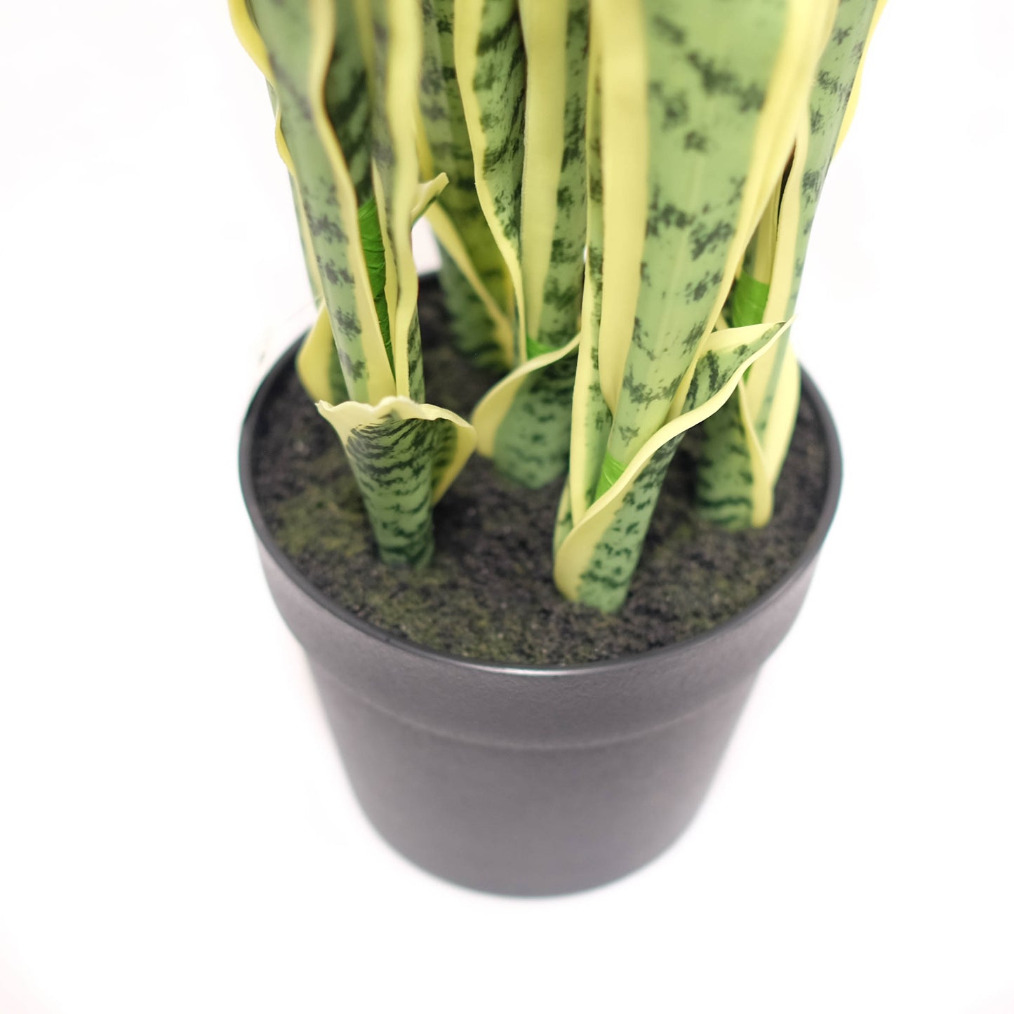 Potted Variegated Snake Plant 38.5"