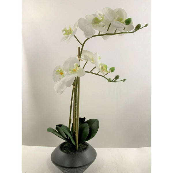 19Hx24Wx19L Phalaenopsis Orchid/Hydrangea/Rose in Branch Glass