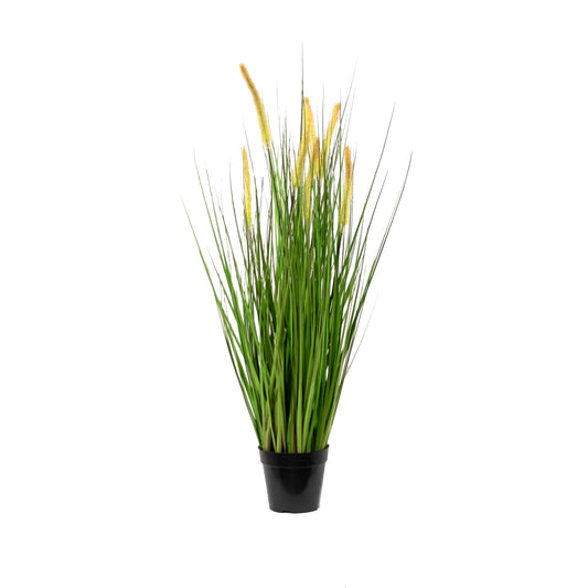 Cat Tail Potted Grass