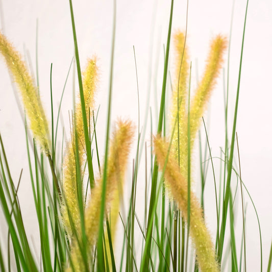 Cat Tail Potted Grass
