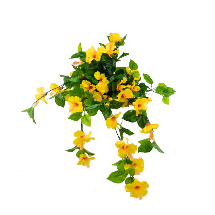 Hibiscus Flowering Bush