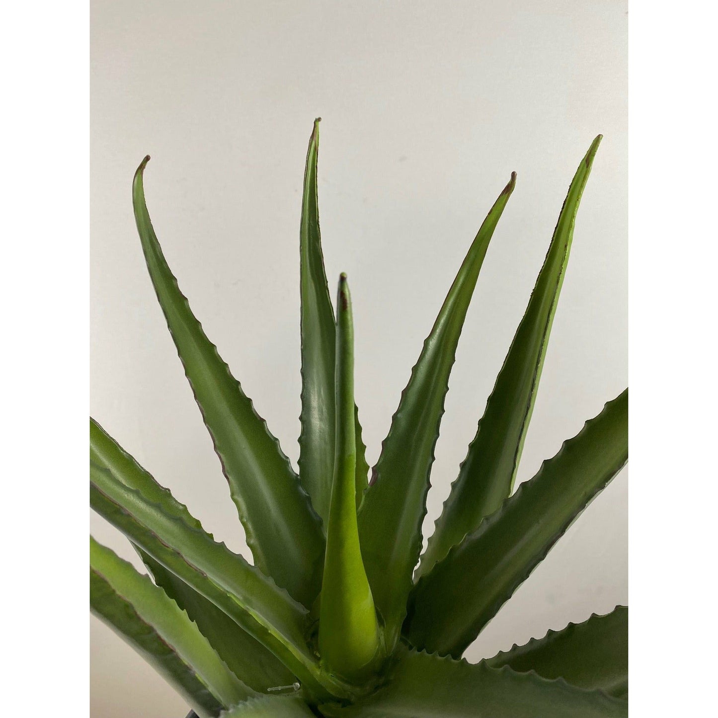 Aloe Stem 20"